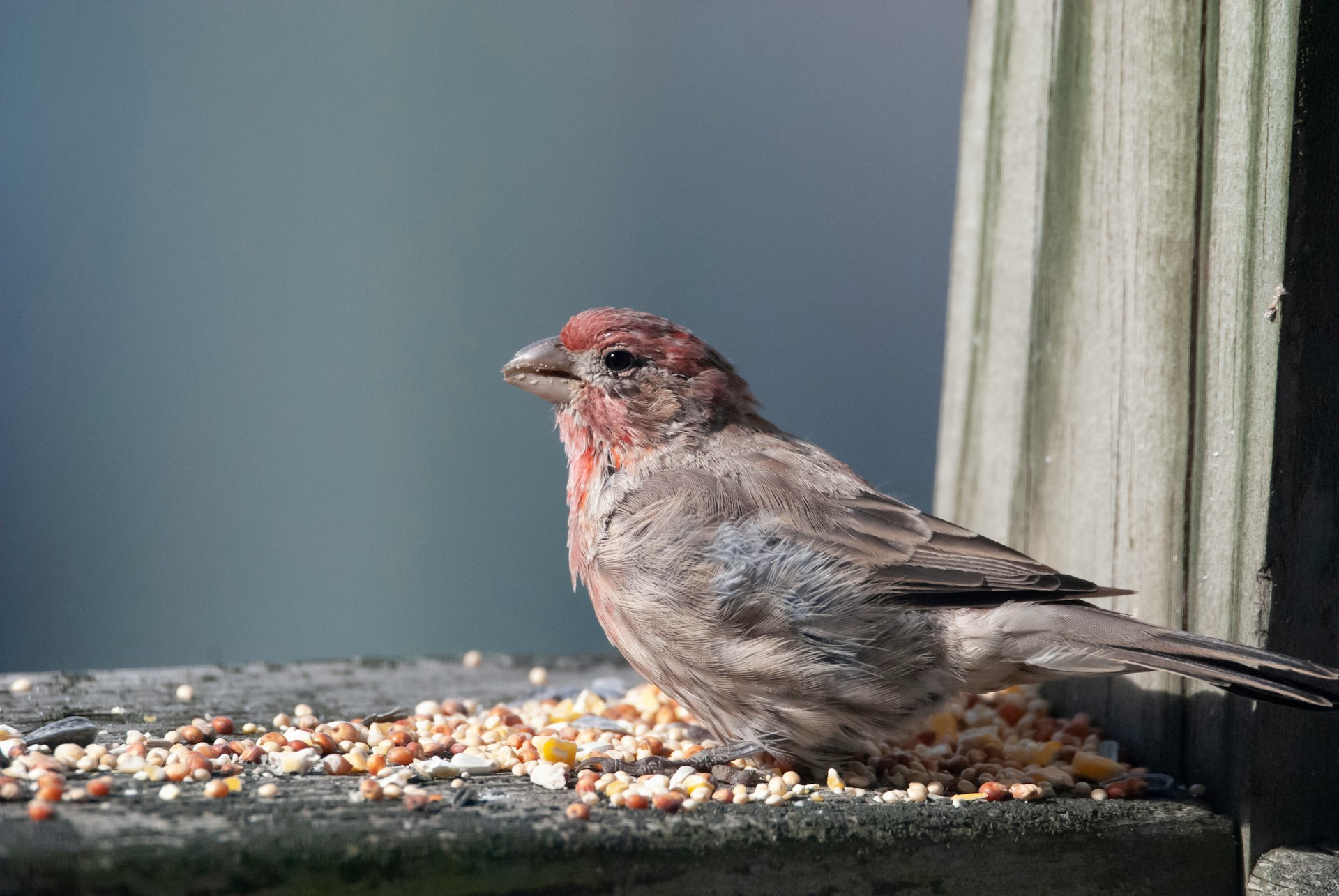 a bird sitting on a ledge